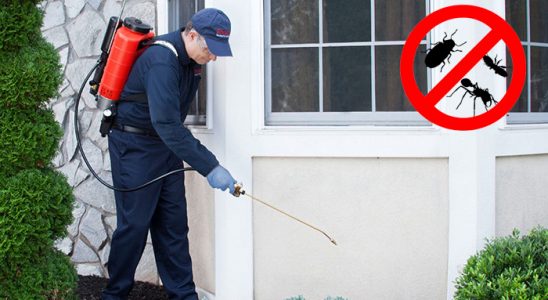 Rize Kemirgen İlaçlama böcek ilaçlama ve haşere kontrolü — ilaclama-tr.com